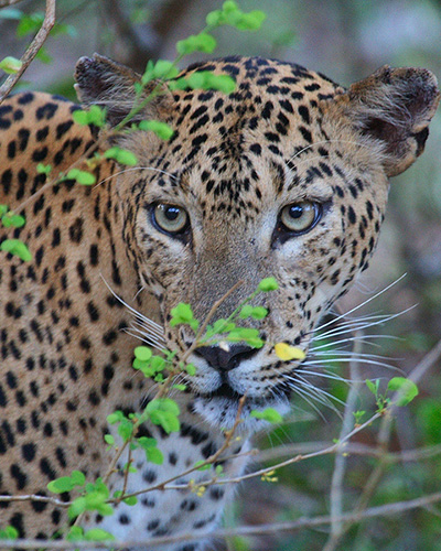 Sri Lanka National Parks Yala National Park leopards