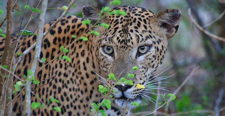 Sri Lanka National Parks Yala National Park leopards